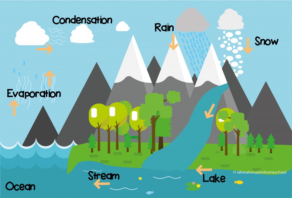  DIAGRAM The Diagram Below Shows The Water Cycle MYDIAGRAM ONLINE
